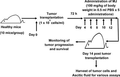 Tumor Decelerating and Chemo-Potentiating Action of Methyl Jasmonate on a T Cell Lymphoma In Vivo: Role of Altered Regulation of Metabolism, Cell Survival, Drug Resistance, and Intratumoral Blood Flow